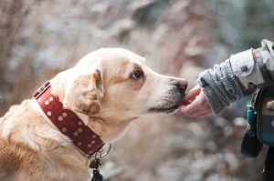 Ελπίδες και για ανθρώπους δίνει η θεραπεία της συγγενούς στάσιμης νυχτερινής τύφλωσης σε σκύλους