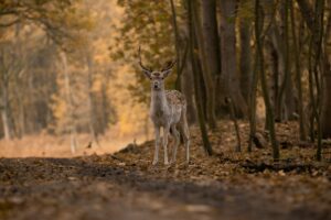 Τσεχία: Καταζητείται… ελάφι που έκλεψε την καραμπίνα ενός κυνηγού